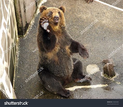 Japanese Brown Bear The Park Of The Bears In Japanhokkaido Stock