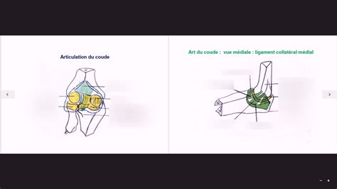 Ue Anatomie Articulation Du Coude Diagram Quizlet