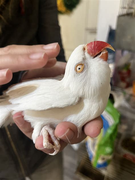 EZOP | Veterinarska ambulanta