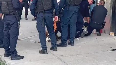 Perro es detenido por morder a una oficial de policía en CDMX sus