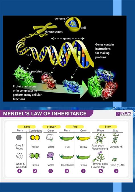 Solution Genetics Studypool