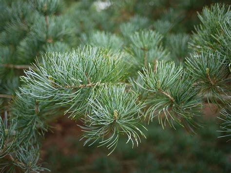 Najpiękniejsze iglaki do ogrodu rodzaje Krzewy i drzewa TwojOgrodek pl