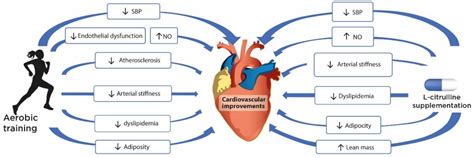 Nutrients Free Full Text Effects Of L Citrulline Supplementation