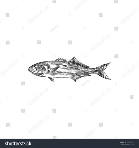 Hand Drawn Bluefish Sketch Symbol Vector Stock Vector Royalty Free