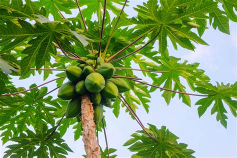 Cultivo De Col Huerto En Casa