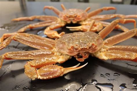 Alaska Cancels Snow Crab Season Threatening Key Economic Driver The