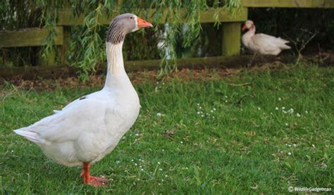 Injured Goose - A Race Against Time - WildlifeGadgetman.com