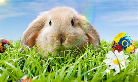 easter bunny origin matamata medical centre