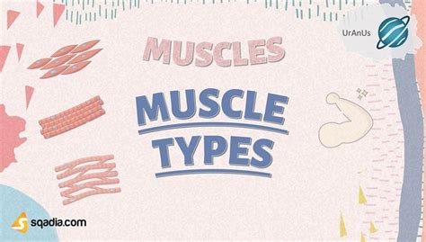 Muscles Types | Classification | Characteristics | Cell Biology