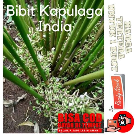 Jual Juat Bibit Kapol Hibrida Lokal Kapulaga Hibrida Dan Kapulaga