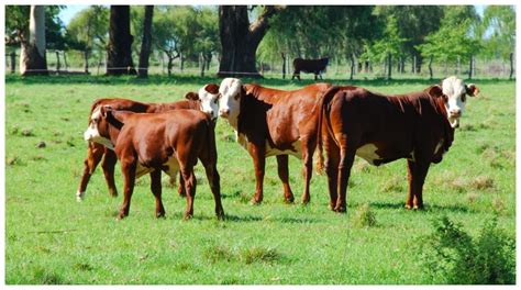 Generalidades De La Ganadería Bovina Braford