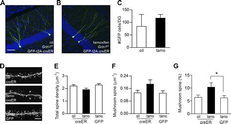 Figures And Data In Distinct Roles Of Nmda Receptors At Different