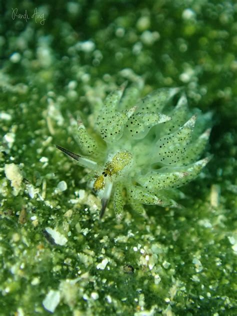 Подводная овечка » ИнфоГлаз