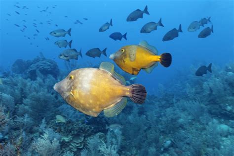 Bildergalerie Cuba Nautilus Tauchreisen