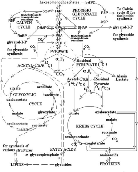 Simple Glycolysis Process Diagram