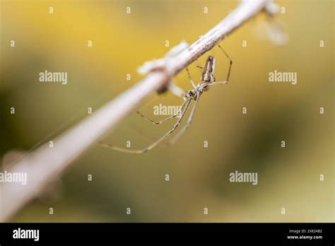 Long Jawed Spider Tetragnatha Extensa Long Jawed Orb Weaver Spider