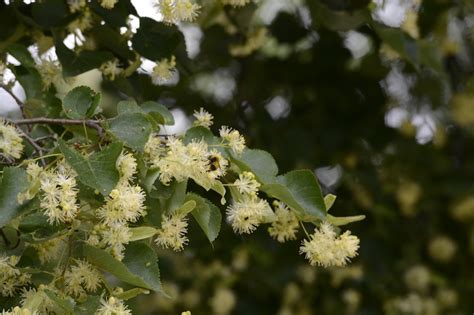 9 Juni 2024 VOLLE BLÜTE im Botanischen Garten Wien Kunst und Literatur