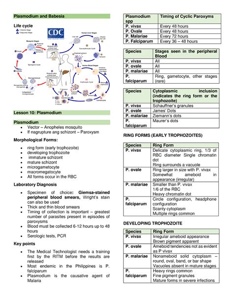 Plasmodium And Babesia Plasmodium And Babesia Life Cycle Lesson 10 Plasmodium Plasmodium