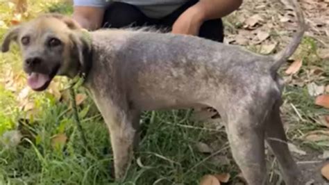 Filhote De Cachorro Abandonado Amarrado A Um Poste Um Saco Na