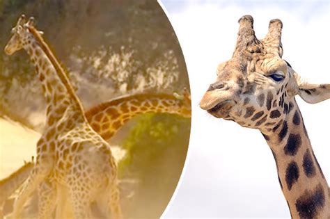 David Attenborough narrates EPIC giraffe battle on BBC Africa show ...