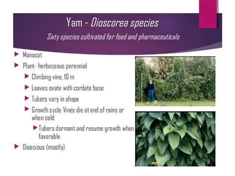 Yam cultivation Nepal