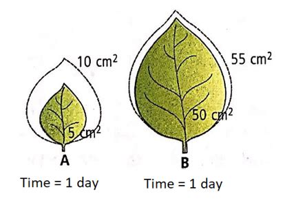 The Given Figure Shows Growth Of Two Leaves Over The Period Of One Day