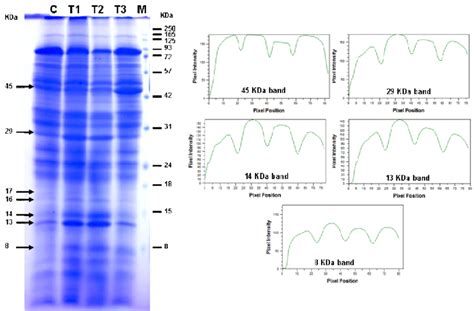 A Sds Page Of Leaves Protein Total Protein Of The Three Different