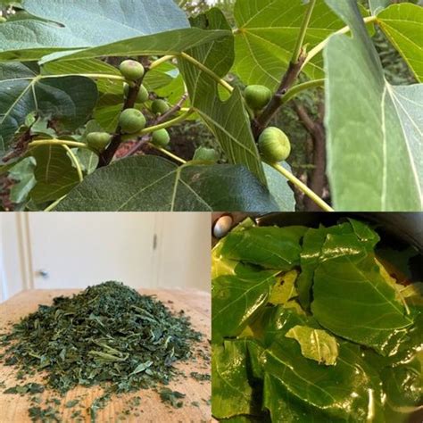 healthy  powerful fig leaf tea