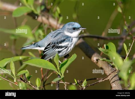 Warblers Songbirds Dendroica Cerulea Hi Res Stock Photography And