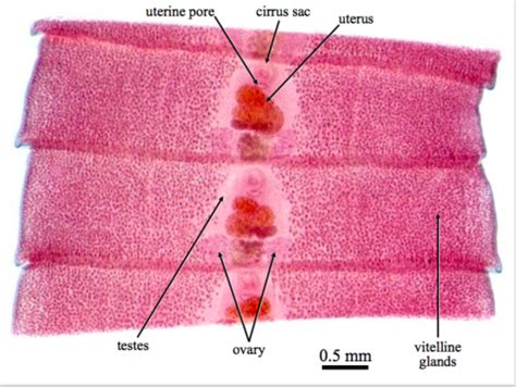 Taenia Mature Proglottid Label