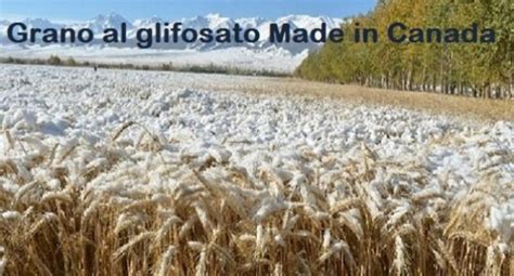 Ecco il grano canadese che entrerà in Italia matura sotto la neve