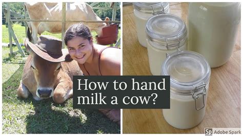 How To Hand Milk A Cow Youtube