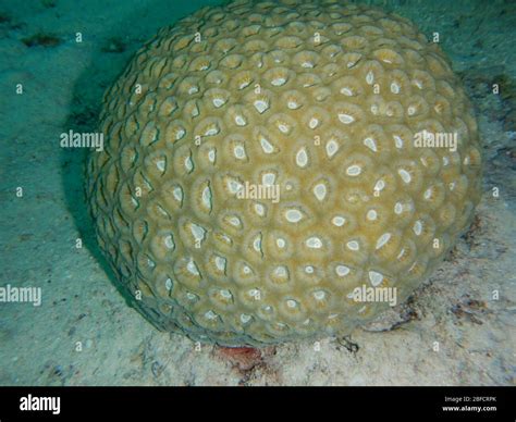 Coral Reef Ecosystem Stock Photo - Alamy