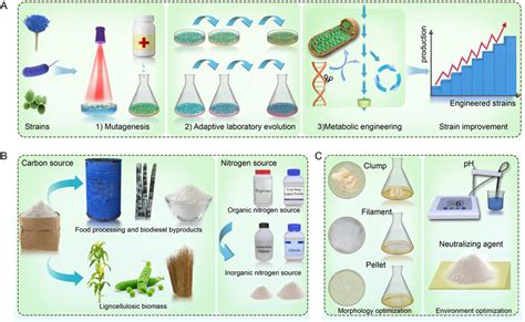 Schematic Diagram Providing An Overview Of Microbial L Malic Acid