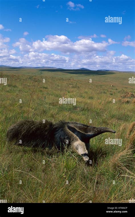 Giant Anteater Myrmecophaga Tridactyla In Cerrado Ecosystem Serra De