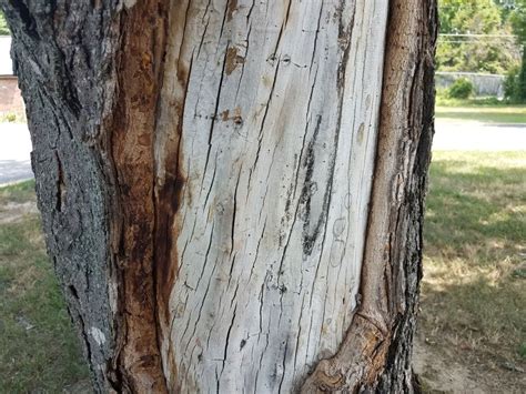 Tips For Repairing Tree Bark Damage