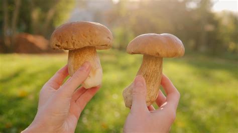 Dos Boletus Maduros O Hongos Porcini En Manos De Un Selector De Primer