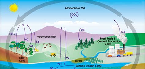 Carbon And Water Cycles School Of Geography