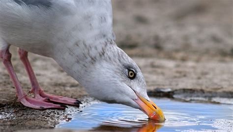 How to Make a Perpetual Motion Water Drinking Toy Bird | Sciencing