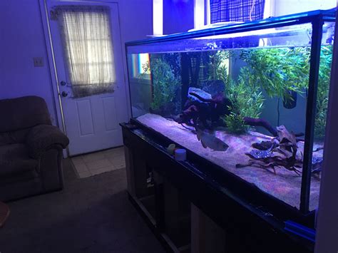 My 300 gallon freshwater setup : r/Aquariums