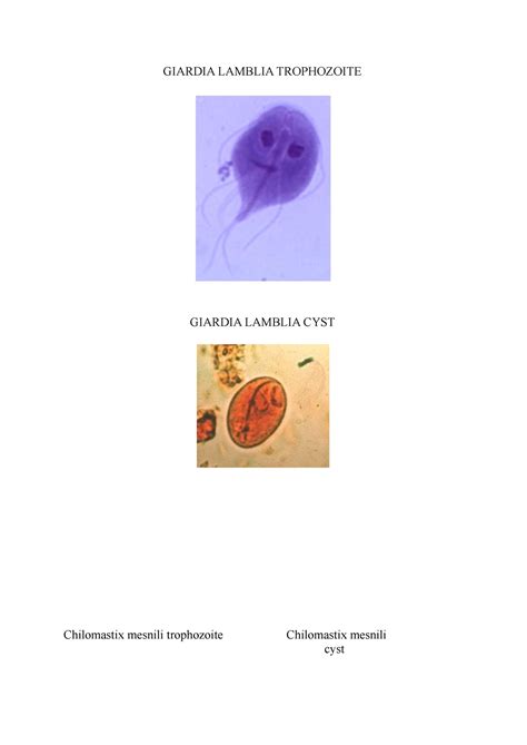 Giardia Duodenalis Trophozoite