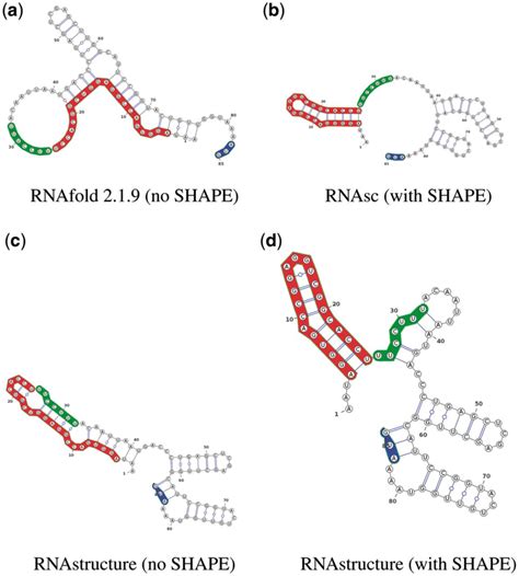 Secondary Structure Predictions Of Domain 5 Of Wild Type FMDV IRES