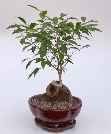 Oriental Ficus Bonsai Treecoiled Trunk Over Rock Ficus Benjamina