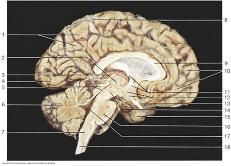 Neuroanatomy II Cerebral Cortex Flashcards Quizlet