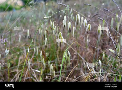 Common Wild Oat Avena Fatua Is An Annual Herb Native To Eurasia