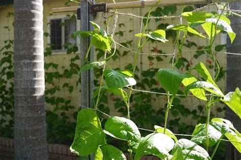 Easy And Cool Diy Bean Trellis Ideas Balcony Garden Web