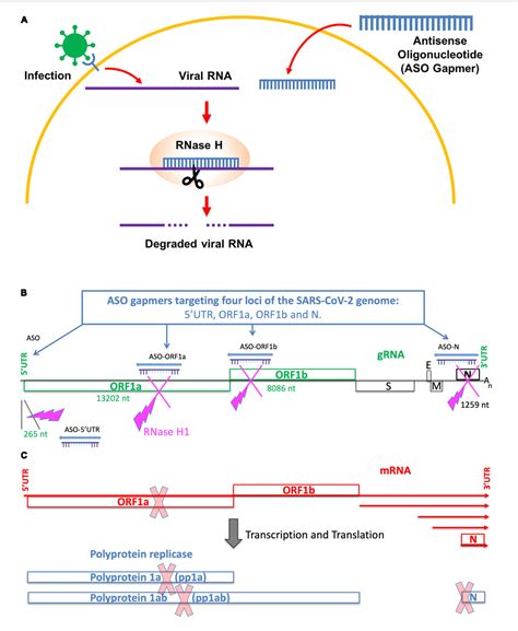 Figure 1 From Antisense Oligonucleotides Targeting Orf1b Block