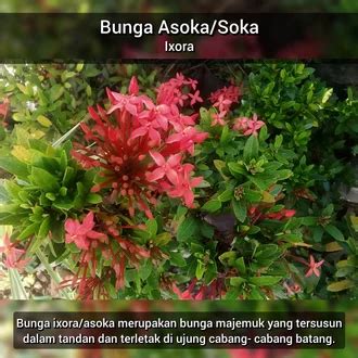 Jual Produk Asoka Merah Bunga Soka Merah Termurah Dan Terlengkap Juli