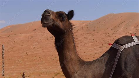 Black camels of Oman are prized for their beauty and speed They grace ...