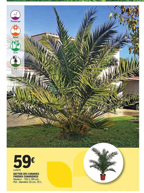 Promo Dattier Des Canaries Phoenix Canariensis Chez E Leclerc